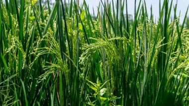 Güneşli bir günde çeltik tarlası. Yeşil pirinç tarlası