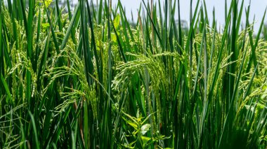 Güneşli bir günde çeltik tarlası. Yeşil pirinç tarlası