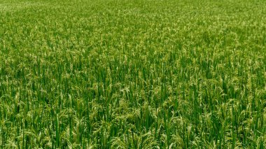 Güneşli bir günde çeltik tarlası. Yeşil pirinç tarlası