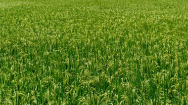 Güneşli bir günde çeltik tarlası. Yeşil pirinç tarlası