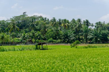 Güneşli bir günde çeltik tarlası. Yeşil pirinç tarlası