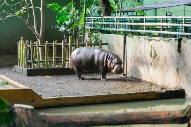 Hippopotamus or Hippopotamus amphibius standing after bath in Surabaya zoo in Indonesia. clipart