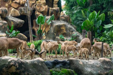 Bir grup Berberi koyun mu yoksa kayanın üzerinde duran Ammotragus lervia mı? Vahşi Teksaslı keçi boynuzları
