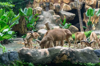 Bir grup Berberi koyun mu yoksa kayanın üzerinde duran Ammotragus lervia mı? Vahşi Teksaslı keçi boynuzları