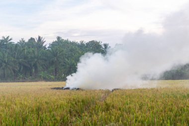 Pirinç tarlası hasadından sonra çeltik kamışını yakan çiftçi. Hasat mevsiminden sonra çeltik tarlasını yakmak ve hava kirliliğine neden olmak