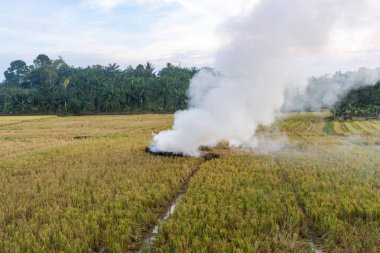 Pirinç tarlası hasadından sonra çeltik kamışını yakan çiftçi. Hasat mevsiminden sonra çeltik tarlasını yakmak ve hava kirliliğine neden olmak