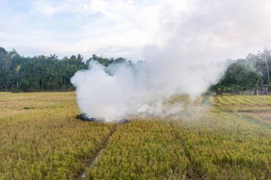 Pirinç tarlası hasadından sonra çeltik kamışını yakan çiftçi. Hasat mevsiminden sonra çeltik tarlasını yakmak ve hava kirliliğine neden olmak