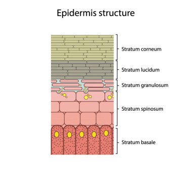 Üst derinin tarihsel yapısı - deri katmanları şsematik vektör çizimi stratum bazale, spinosum, granulosum, lucidum ve korneum gösteriyor