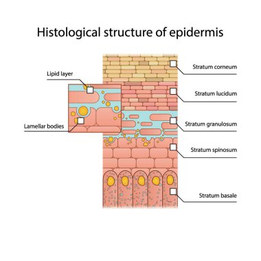Üst derinin tarihsel yapısı - deri katmanları şsematik vektör çizimi stratum bazale, spinosum, granulosum, lucidum ve korneum ve lamellar cisimleri gösteriyor