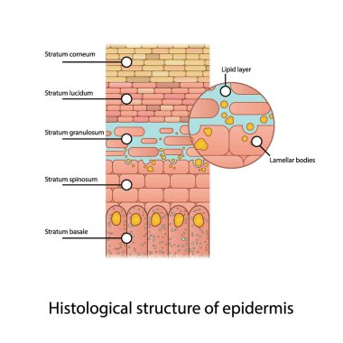 Histological structure of epidermis - skin layers shcematic vector illustration showing stratum basale, spinosum, granulosum, lucidum and corneum and lamellar bodies clipart