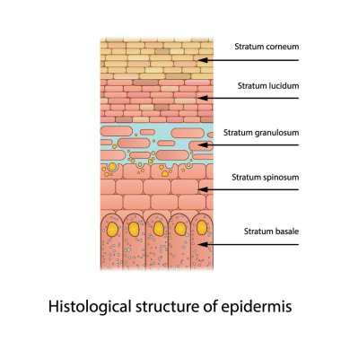 Üst derinin tarihsel yapısı - deri katmanları şsematik vektör çizimi stratum bazale, spinosum, granulosum, lucidum ve korneum gösteriyor