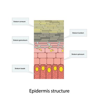 Üst derinin tarihsel yapısı - deri katmanları şsematik vektör çizimi stratum bazale, spinosum, granulosum, lucidum ve korneum gösteriyor