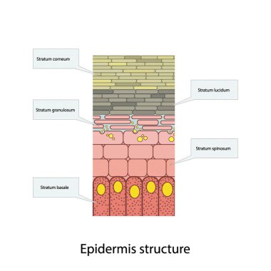 Histological structure of epidermis - skin layers shcematic vector illustration showing stratum basale, spinosum, granulosum, lucidum and corneum clipart