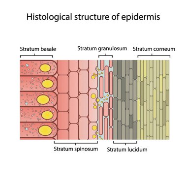 Üst derinin tarihsel yapısı - deri katmanları şsematik vektör çizimi stratum bazale, spinosum, granulosum, lucidum ve korneum gösteriyor