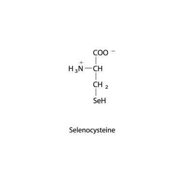 Selenosisteine iskelet formülü. Beyaz arkaplanda Amino asit türev yapı diyagramı.