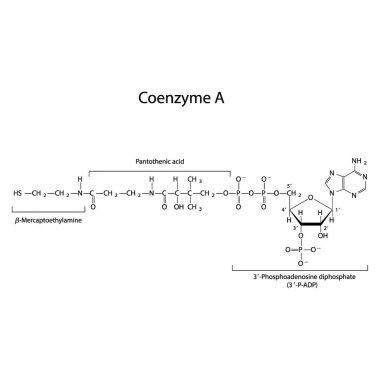 Koenzim A 'nın yapısı beyaz arkaplanda Mercaptoethylamine, Pantothenic acid ve 3P-ADP-biomolekül, iskelet yapı diyagramını gösteriyor. Bilimsel diyagram vektör çizimi.