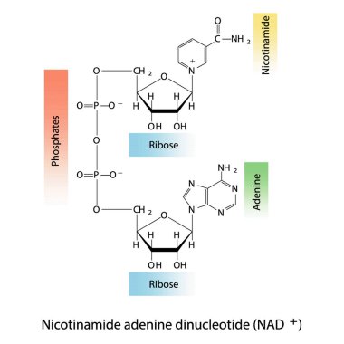 NAD + (nikotinamid adenin dinükleotid) yapısında nikotin, riboz ve fosfat - biyomolekül, iskelet yapı diyagramı beyaz arkaplanda. Bilimsel diyagram vektör çizimi.