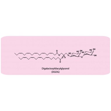 Digalactosyldiacylgliserol (DGDG) moleküler strcutür vektör çizimi. Yeşil arka planda kloroplast mebrane bileşeninin bilimsel diyagramı. Vektör illüstrasyonu.