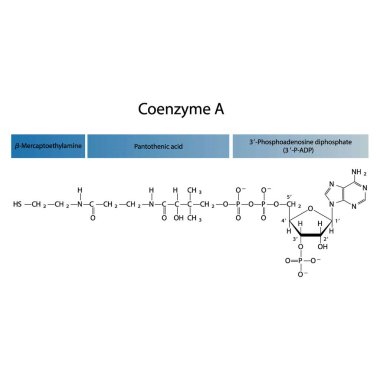 Koenzim A 'nın yapısı beyaz arkaplanda Mercaptoethylamine, Pantothenic acid ve 3P-ADP-biomolekül, iskelet yapı diyagramını gösteriyor. Bilimsel diyagram vektör çizimi.