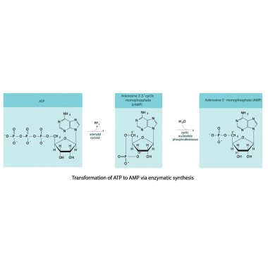 ATP 'nin enzimsel sentez ve hidroliz yoluyla AMP' ye biyoransformasyonu. Bilim ve eğitim için biyokimyasal moleküllerin metabolizmasını gösteren iskelet formülü. yatay oryantasyon. mavi.