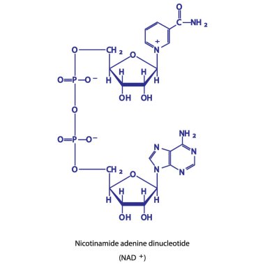 NAD + (nikotinamide adenin dinükleotid - beyaz arkaplanda biyomolekül iskelet yapı diyagramı. Bilimsel diyagram vektör çizimi.