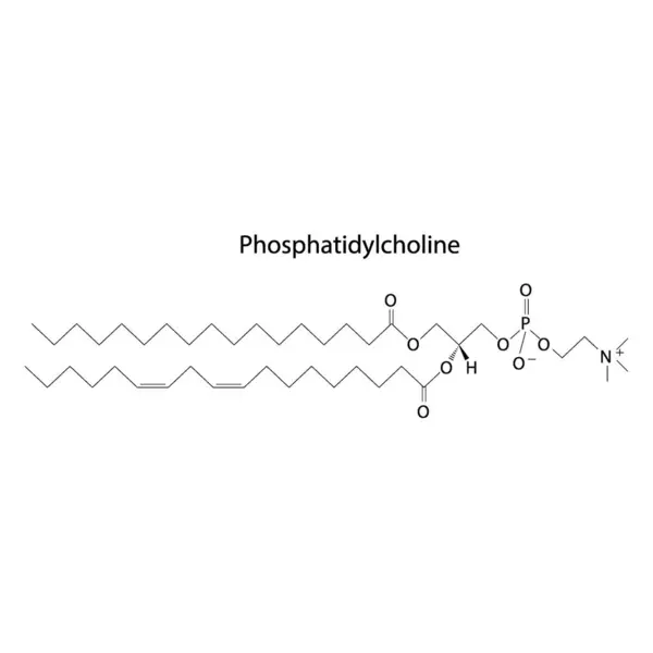Struktura Biomolekuły Fosfatydylocholiny Schemat Struktury Szkieletowej Białym Tle Ilustracja Wektora — Wektor stockowy