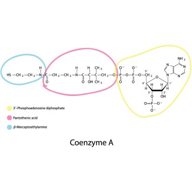 Koenzim A 'nın yapısı beyaz arkaplanda Mercaptoethylamine, Pantothenic acid ve 3P-ADP-biomolekül, iskelet yapı diyagramını gösteriyor. Bilimsel diyagram vektör çizimi.