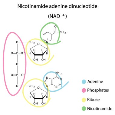 NAD + (nikotinamid adenin dinükleotid) yapısında nikotin, riboz ve fosfat - biyomolekül, iskelet yapı diyagramı beyaz arkaplanda. Bilimsel diyagram vektör çizimi.