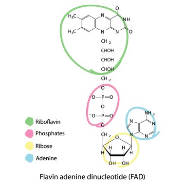 Beyaz arkaplanda nikotin, riboflavin ve fosfat - biyomolekül, iskelet yapı diyagramı (Flavin Adenine Dinucleotide) görülüyor. Bilimsel diyagram vektör çizimi.