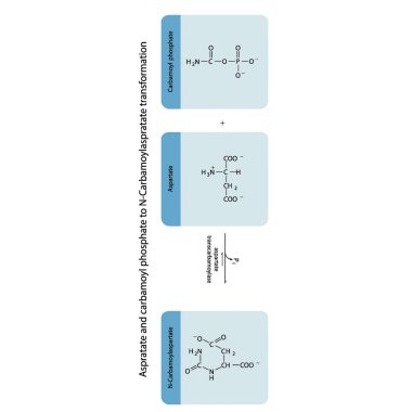 Aspratat ve carbamoyl fosfat enzimsel sentez yoluyla N-Carbamoylaspratate biyoransformasyonu. Bilim ve eğitim için biyokimyasal moleküllerin metabolizmasını gösteren iskelet formülü. dikey yönelim. mavi.