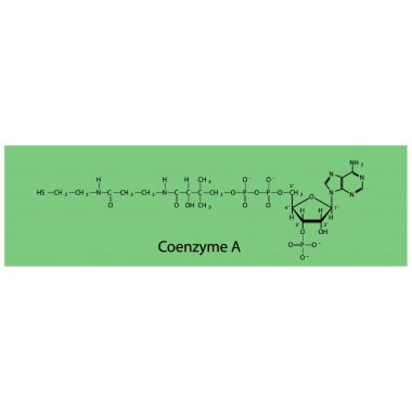 Koenzim A biyomolekülü, yeşil arka planda iskelet yapı diyagramı. Bilimsel diyagram vektör çizimi.