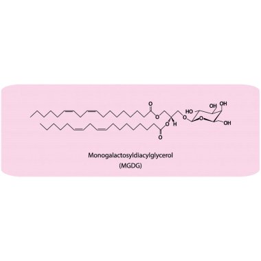 Monogalactosyldiacylglycerol (MGDG) moleküler strcutür vektör çizimi. Pembe arka planda kloroplast mebrane bileşeninin bilimsel diyagramı. Vektör illüstrasyonu.