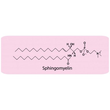 Sphingomyelin biyomolekülünün yapısı, mavi arkaplanda iskelet yapı diyagramı. Bilimsel diyagram vektör çizimi.