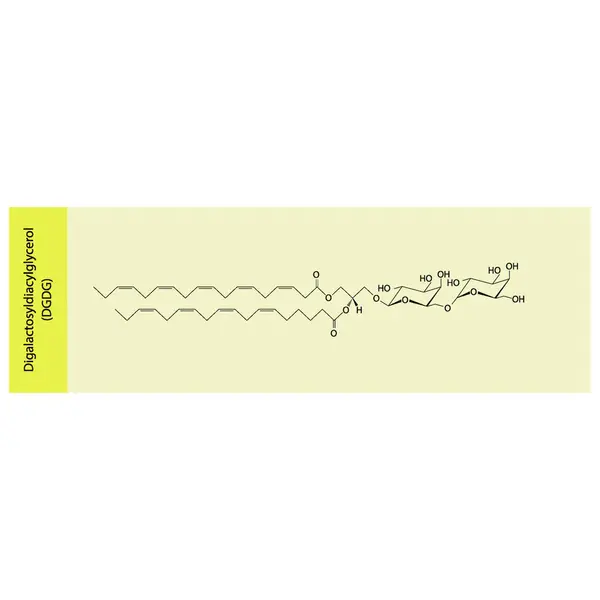 数字乳糖酰二酰甘油 Dgdg 分子构象载体说明 蓝色背景上叶绿体分子分子组分的科学图 矢量说明 — 图库矢量图片