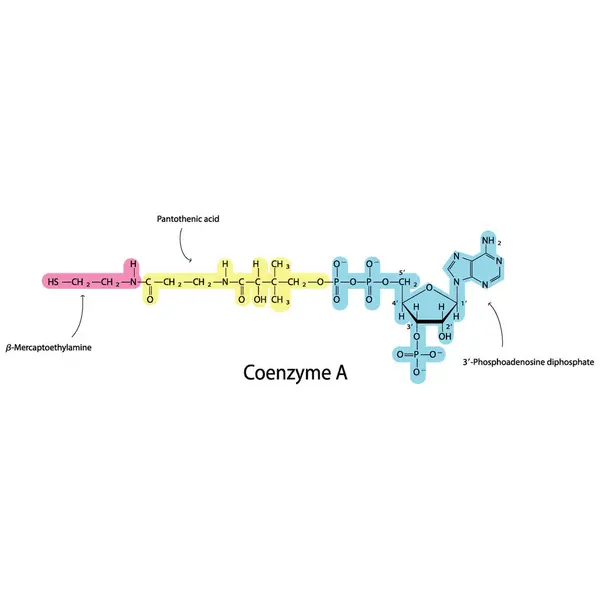 Estructura Coenzima Mostrando Mercaptoetilamina Ácido Pantoténico Adp Biomolécula Cofactor Esquelético — Vector de stock