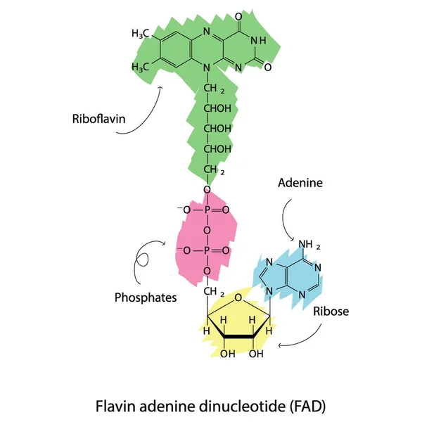 Estructura Del Fad Dinucleótido Adenina Flavin Que Muestra Nicotinamida Riboflavina — Vector de stock