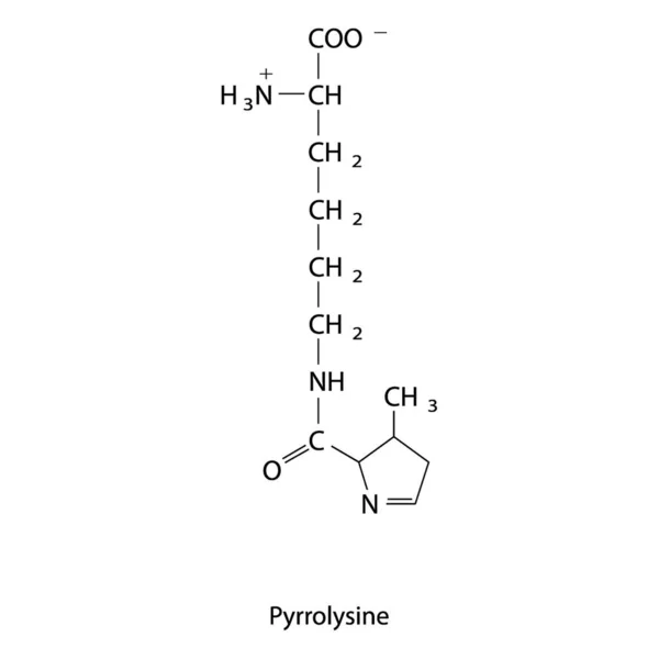 Pyrrolysine骨质疏松 白色背景上氨基酸衍生物结构图 — 图库矢量图片