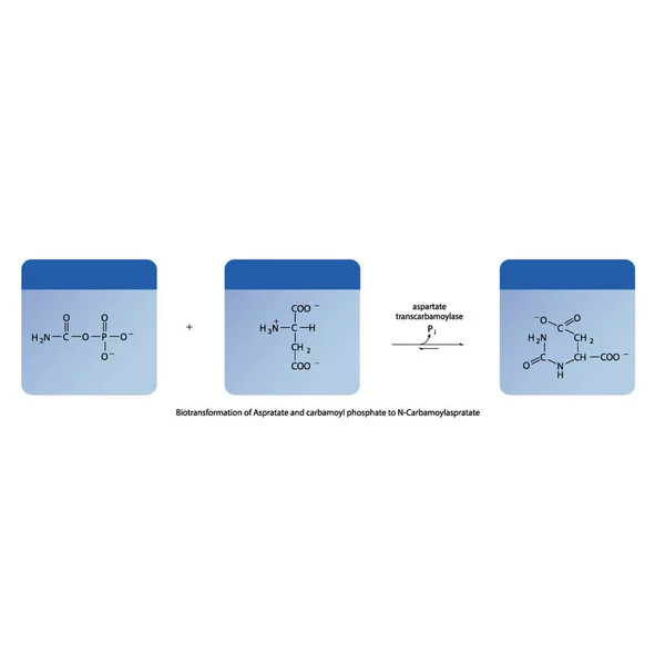 Biotransformación Aspratato Fosfato Carbamoil Carbamoylaspratato Mediante Síntesis Enzimática Diagrama Fórmula — Vector de stock