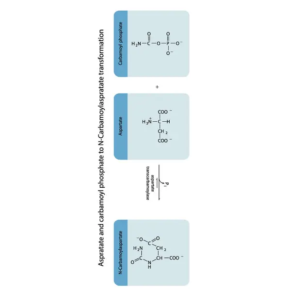 Biotransformación Aspratato Fosfato Carbamoil Carbamoylaspratato Mediante Síntesis Enzimática Diagrama Fórmula — Vector de stock