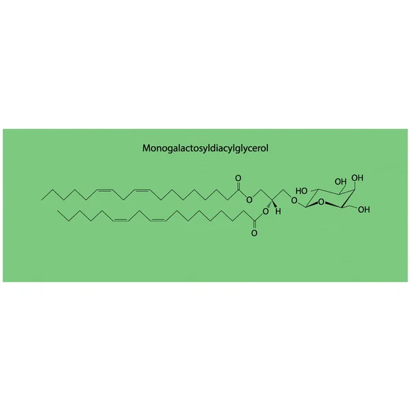 Monogalactosyldiacylglycerol Mgdg Moleküler Strcutür Vektör Çizimi Yeşil Arka Planda Kloroplast — Stok Vektör