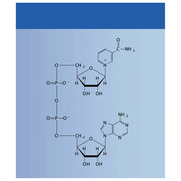 Estructura Del Nad Nicotinamida Adenina Dinucleótido Biomolécula Esquemática Esquelética Diagrama — Vector de stock