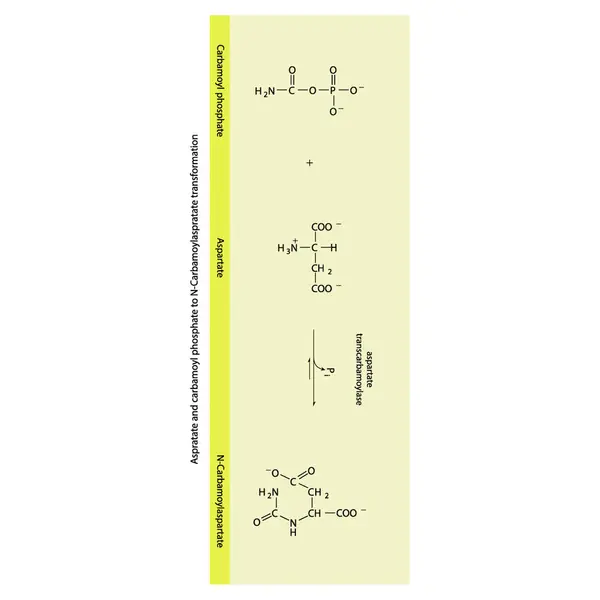 用酶解法将Aspratate和Carbamoyl Phosphate生物转化为N Carbamoylaspratate 用于科学和教育的生化分子代谢的骨骼公式图 垂直方向 — 图库矢量图片