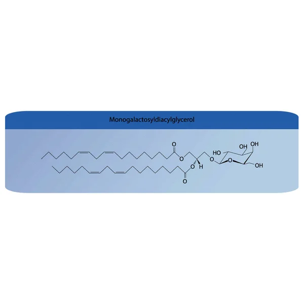单乳糖酰二酰甘油 Mgdg 分子构象载体的说明 蓝色背景上叶绿体分子分子组分的科学图 矢量说明 — 图库矢量图片