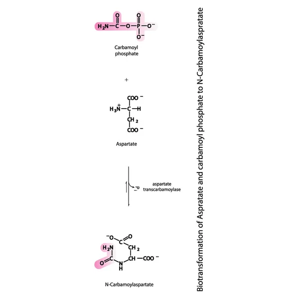 用酶解法将Aspratate和Carbamoyl Phosphate生物转化为N Carbamoylaspratate 用于科学和教育的生化分子代谢的骨骼公式图 垂直方向 黑人和白人 — 图库矢量图片