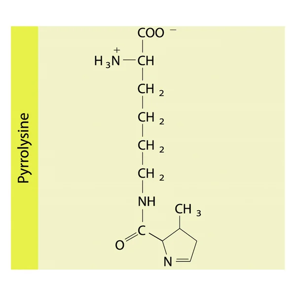 Pyrrolysine Iskelet Formalitesi Sarı Arkaplanda Amino Asit Türev Yapı Diyagramı — Stok Vektör