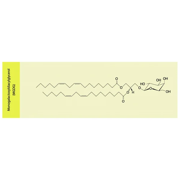 Monogalactosyldiacylglycerol Mgdg Moleküler Strcutür Vektör Çizimi Sarı Arka Planda Kloroplast — Stok Vektör