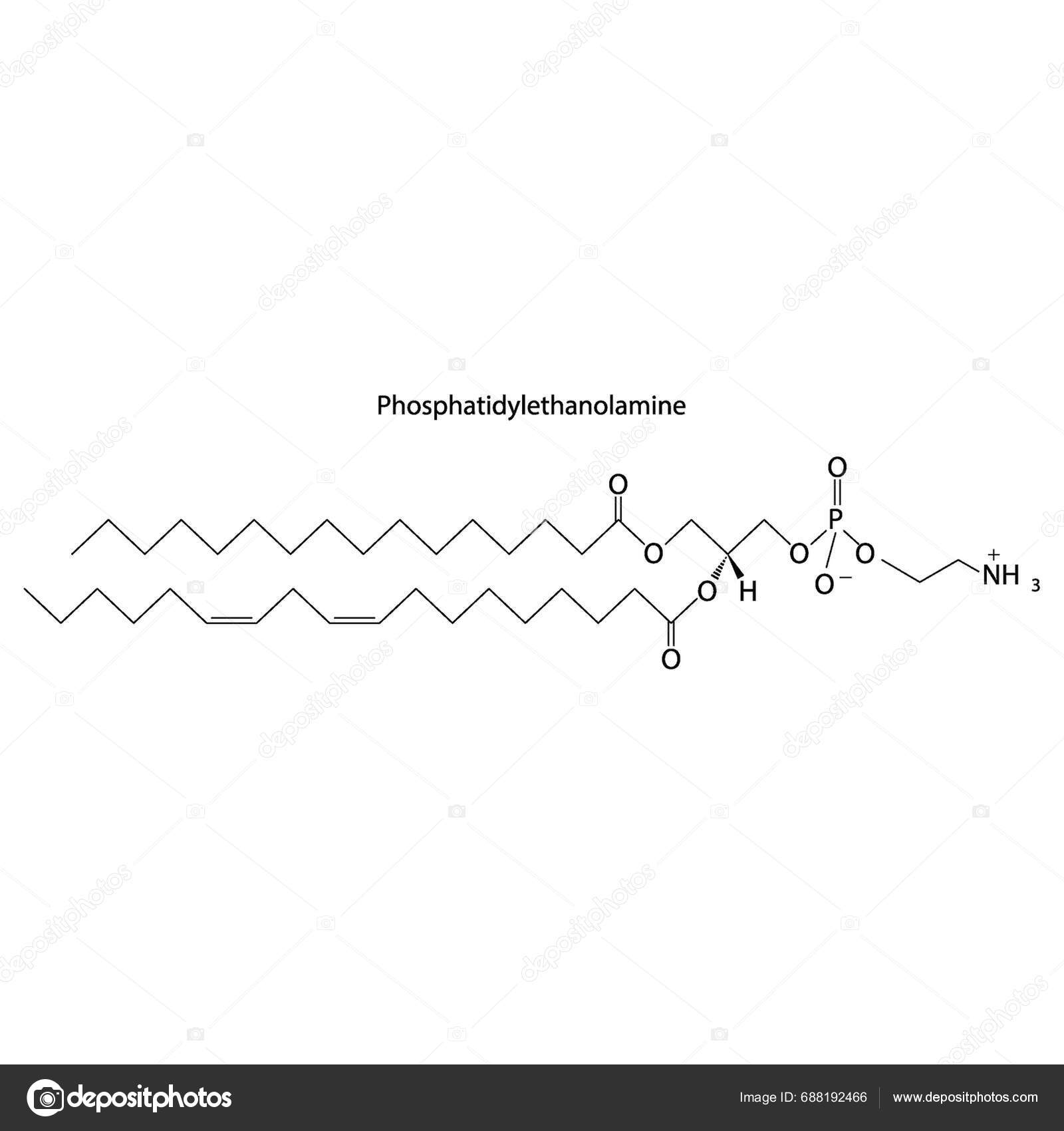 Diagram Showing Schematic Molecular Structure Phosphatidylethanolamine