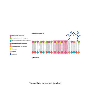 Sitoplazmatik zarın şematik yapısını gösteren diyagramlar arasında fosfolipidler (PE, PC, PS, sfengomyelin) glikolipidler, kolesterol, lipid sallar da var. Renkli bilimsel vektör illüstrasyonu.