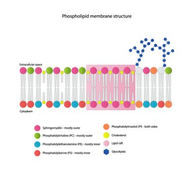 Sitoplazmatik zarın şematik yapısını gösteren diyagramlar arasında fosfolipidler (PE, PC, PS, sfengomyelin) glikolipidler, kolesterol, lipid sallar da var. Renkli bilimsel vektör illüstrasyonu.
