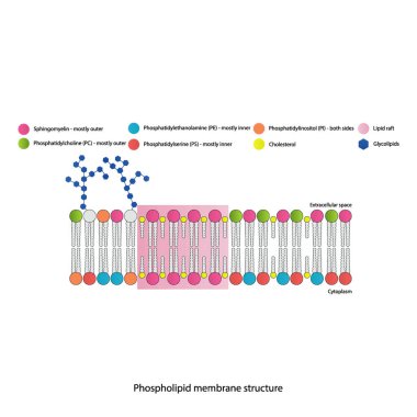 Sitoplazmatik zarın şematik yapısını gösteren diyagramlar arasında fosfolipidler (PE, PC, PS, sfengomyelin) glikolipidler, kolesterol, lipid sallar da var. Renkli bilimsel vektör illüstrasyonu.